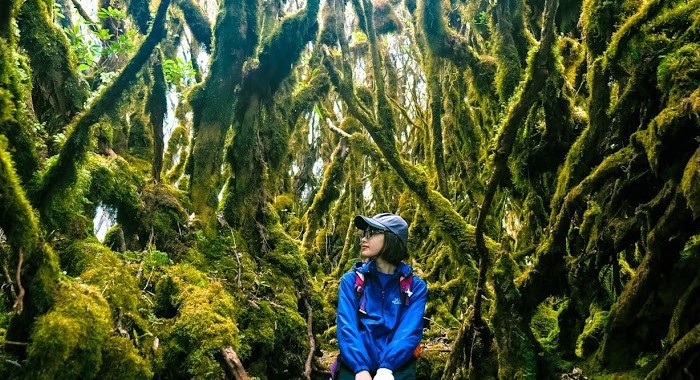 Khu rừng nguyên sinh được ví như "Vương quốc của loài rêu" là điểm đến thu hút du khách khi du lịch Tà Xùa