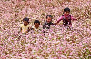 Mùa hoa tam giác mạch ở Hà Giang