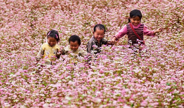 Mùa hoa tam giác mạch ở Hà Giang – Đi thì dễ mà đẹp thì quên lối về