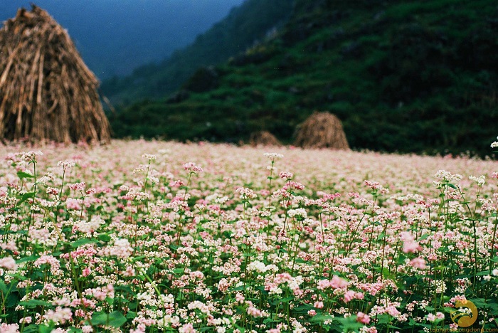 Đây là địa điểm ngắm hoa tam giác mạch nổi tiếng tại Hà Giang